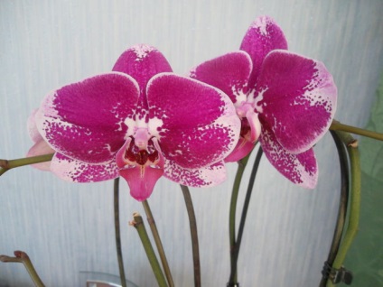 Mi a szükséges összeget orchidea pot (cm)