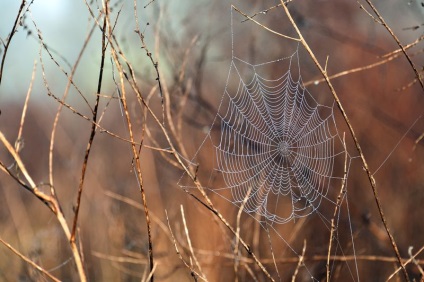 Cum păianjenii creează o rețea web