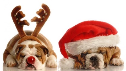 Hogyan segít a kutya túlélni karácsonyi stressz