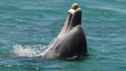 Ca pește fugu ajută delfini australieni 