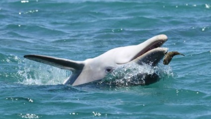 Ca pește fugu ajută delfini australieni 