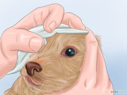 Cum de a face un câine Grooming
