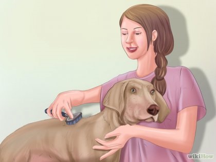 Cum de a face un câine Grooming