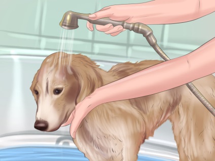 Cum de a face un câine grooming - vripmaster