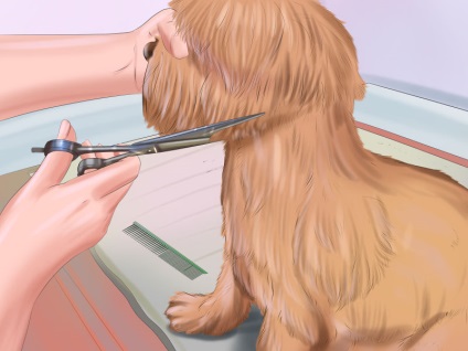 Cum de a face un câine grooming - vripmaster