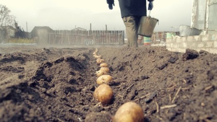 Cum să fertilizați cartofii cu humus