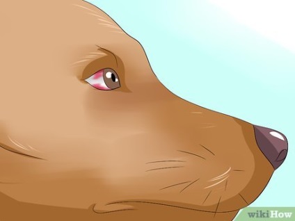 Cum să elimini un miros neplăcut de la un câine