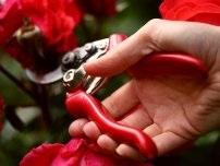 Cum să aibă grijă de tulpini, flori în grădină (gospodărie)