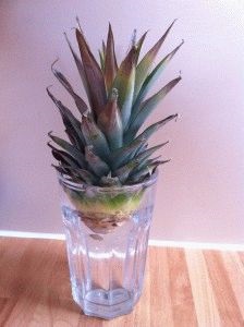 Cum să crească ananasul acasă de sus