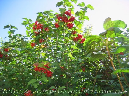 Kalina-berry lângă casă