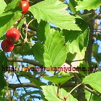 Kalina-berry lângă casă