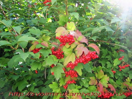 Kalina-berry lângă casă