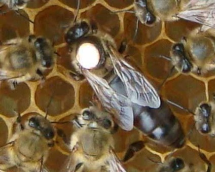 Carpatica de albine, trăsături de reproducere și întreținere