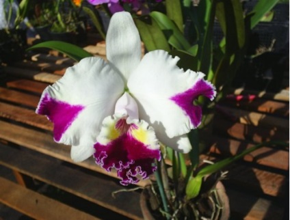 Cattleya - specii, îngrijire, reproducere, greenhome