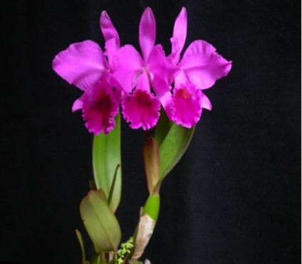 Cattleya - specii, îngrijire, reproducere, greenhome