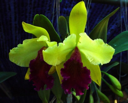 Cattleya - specii, îngrijire, reproducere, greenhome