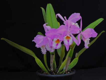 Cattleya - specii, îngrijire, reproducere, greenhome