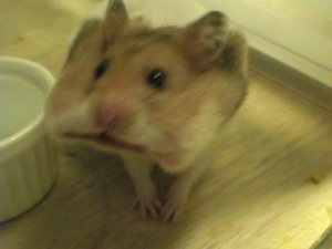 De ce sa visezi un hamster, afla in cartea de vis de ce un hamster poate visa