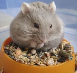 De ce sa visezi un hamster, afla in cartea de vis de ce un hamster poate visa