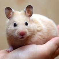 De ce sa visezi un hamster, afla in cartea de vis de ce un hamster poate visa