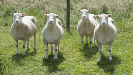 Clonele de dolly de miel au dovedit că copii genetice ale animalelor pot trăi fericit după aceea