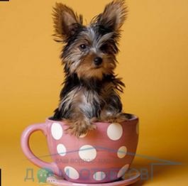 Ha vágott Yorkshire terrier - válaszokat és tanácsokat a kérdéseire