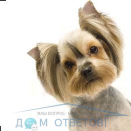 Când să forțați Yorkshire terrier - răspunsuri și sfaturi cu privire la întrebările dumneavoastră