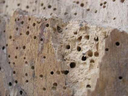 Coajă de scoarță coajă de găină copac lemn de bere tăietor de lemn tăietori de copac