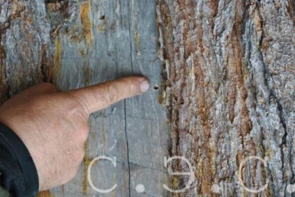 Coajă de scoarță coajă de găină copac lemn de bere tăietor de lemn tăietori de copac