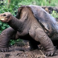 Broască țestoasă broască țestoasă la domiciliu - cum să se hrănească și să se mențină