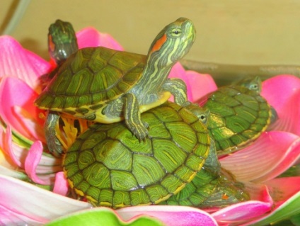 Broască țestoasă broască țestoasă la domiciliu - cum să se hrănească și să se mențină