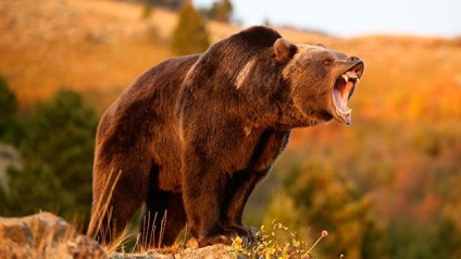 Cine este mai puternic - un urs sau o putere de leu a unui urs împotriva urgenței unui leu