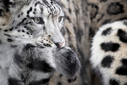 Cine știe de ce leopardul de zăpadă își poartă coada în gură, dar el tăcut