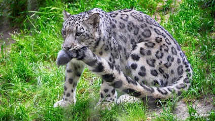 Cine știe de ce leopardul de zăpadă își poartă coada în gură, dar el tăcut