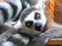 Lemuri din Madagascar