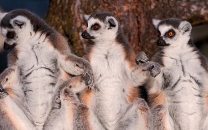 Lemuri din Madagascar