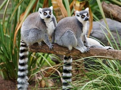 Lemuri din Madagascar