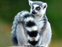 Madagaszkár Lemurs