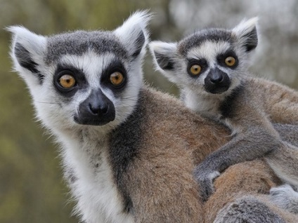 Madagaszkár Lemurs