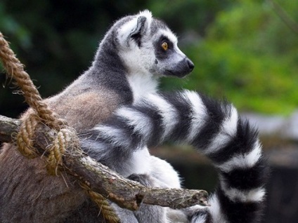 Lemuri din Madagascar