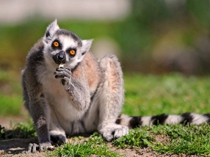 Madagaszkár Lemurs