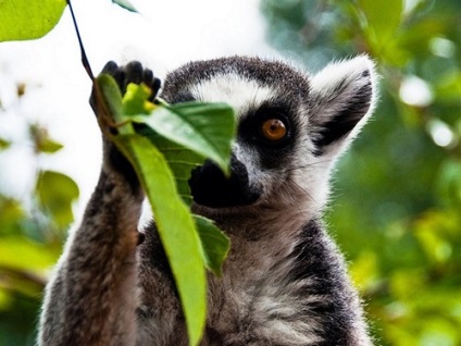 Madagaszkár Lemurs