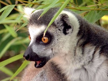 Lemuri din Madagascar