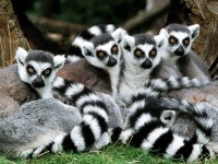 Madagaszkár Lemurs