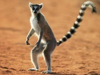 Lemuri din Madagascar