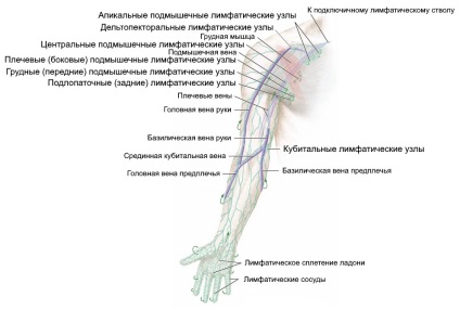 Ganglionii limfatici ai membrelor superioare, locatie, functie