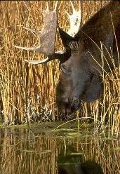Moose Domestication