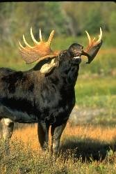 Moose Domestication