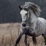 A legjobb lovak a világ legdrágább fajta és képviselőik a világon, és Oroszország, azok jellemzői