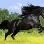 A legjobb lovak a világ legdrágább fajta és képviselőik a világon, és Oroszország, azok jellemzői